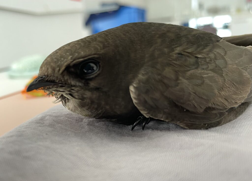 Nahaufnahme eines erwachsenen Mauerseglers auf einem Tuch, man sieht nur den Kopf und die Hälfte des Flügels.