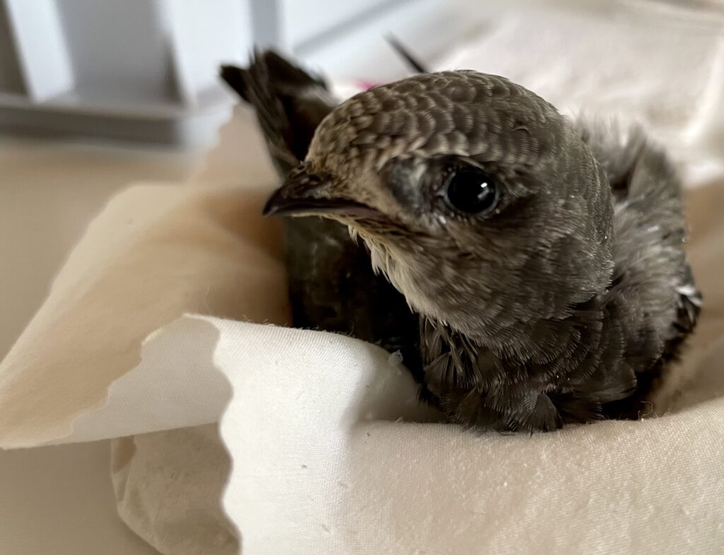 ein jungvogel sitzt auf einem stück stoff, schaut nach links im profil, unscharf sichtbar die kleinen flügelchen, grosses kullerauge schaut in die kamera