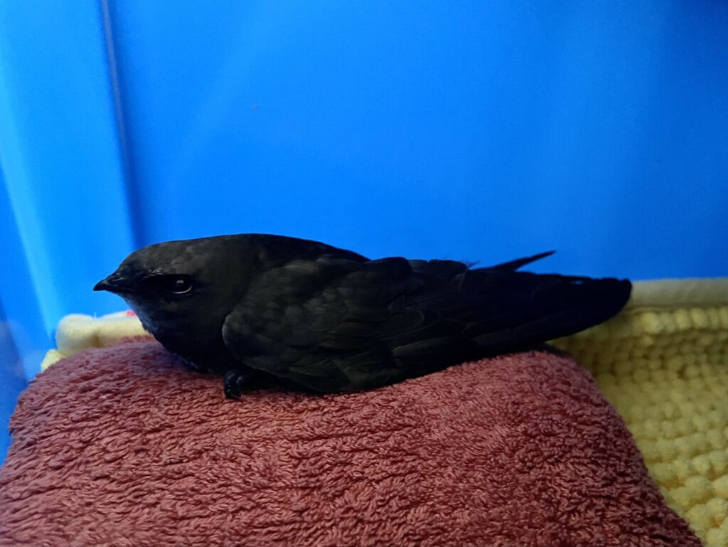 auf einem roten Frotteepolster im Vordergrund sitzt ein dunkler Vogel, ein Mauersegler, untergrund ein gelber noppenteppich