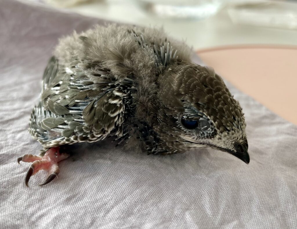 ein junger mauersegler sitzt auf einem grauen tuch, halt seitlich, man sieht gut den kräftigen fuss mit den kleinen krallen