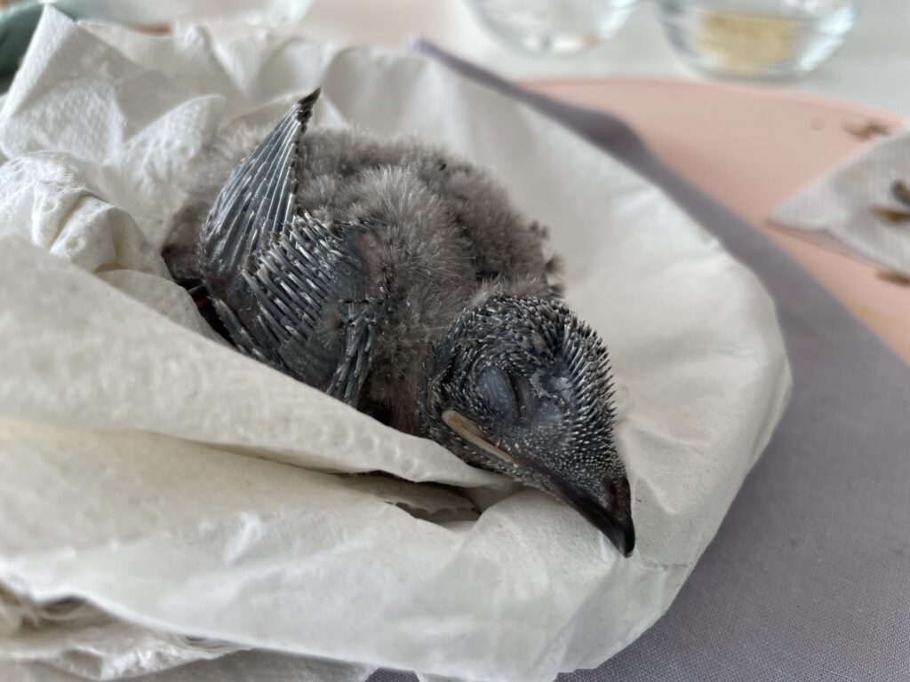 ein junger vogel mit vielen federspulen auf küchenpapier, er hat einen riesigen schnabel und sieht mehr wie ein dinosaurier aus als ein vogel