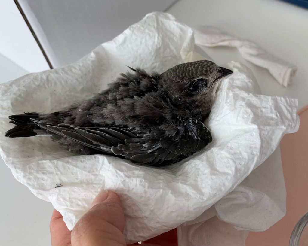 ein jungvogel liegt auf einer mit küchenpapier bedeckten Nest. der vogel hat noch viele flauschfedern und man sieht auch die federhülsen