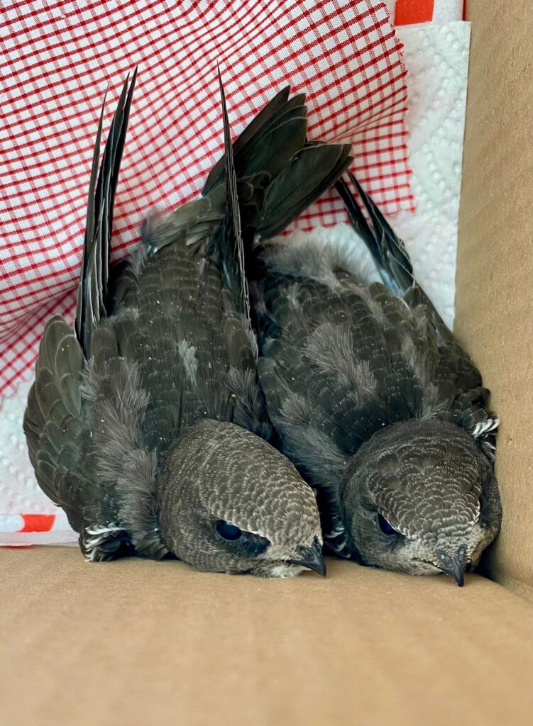 zwei junge mauersegler in der ecke einer box von oben gesehen, dahinter ihr nest