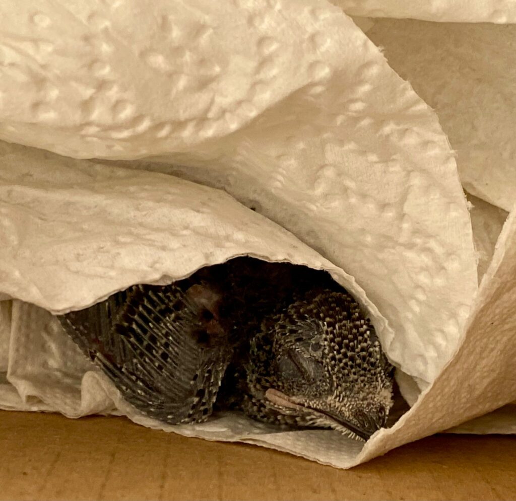 ein schlafender noch sehr junger mauersegler, in küchenpapier, wrapped dinosaur