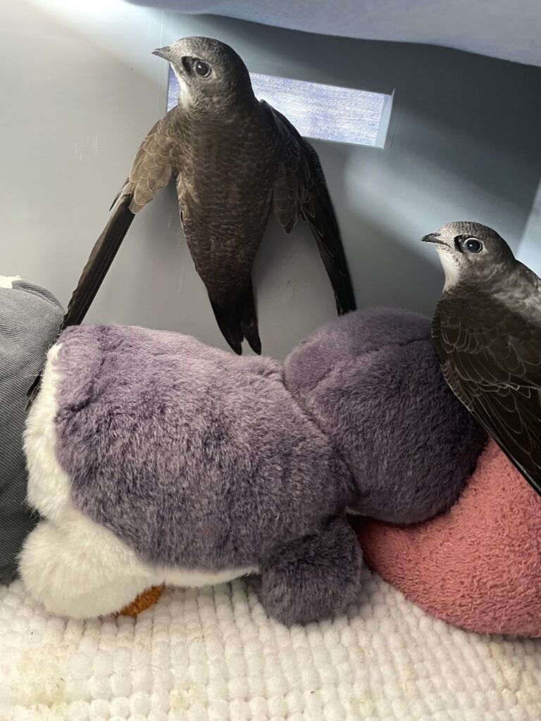 zwei juvenile alpensegler in ihrer box, einer sitzt rechts eher unten auf einem plüschelement, ein zweiter hängt am griffloch, beide schauen nach lints